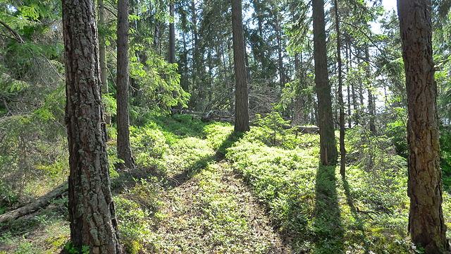 En skogsmästare arbetar med skogen